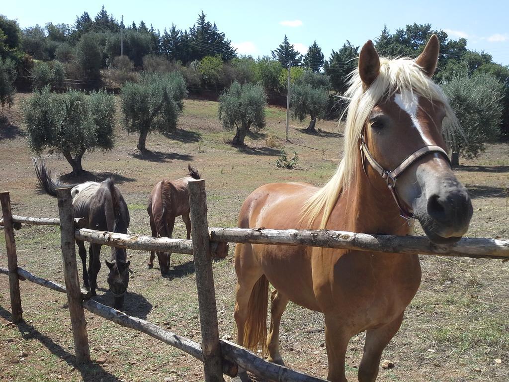 Agriturismo Terranova 皮斯蒂奇 外观 照片